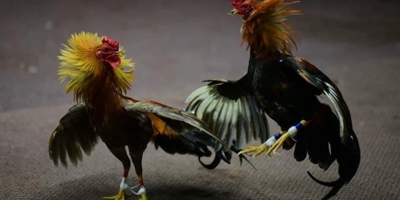 Các điểm thu hút người chơi tại đá gà 56WIN