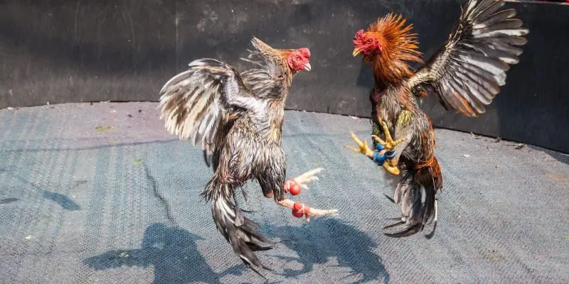 Lợi thế vượt trội khi tham gia đá gà cựa tròn