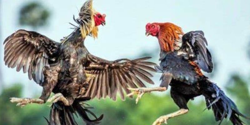 Thế đá gà xạ là gì? 