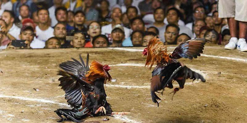 Tổng quan về đá gà cựa tròn – lối chơi cân bằng và an toàn