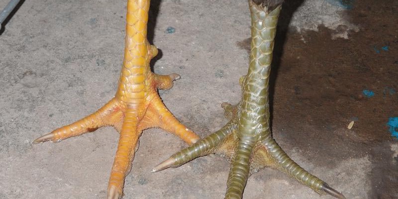 Vảy Gà Chọi Độc – Dấu Ấn Sức Mạnh Của Những Chiến Kê 